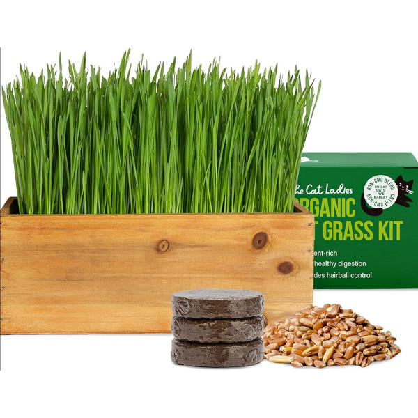 Cat Grass Growing Kit